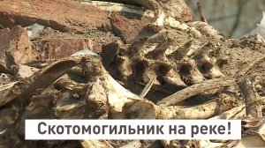 Скотомогильник на реке!