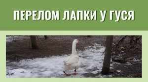 Перелом лапки у месячного гусёнка. Небольшая история из жизни счастливого гуся.