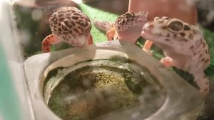 Семья милых гекконов эублефаров на водопое.