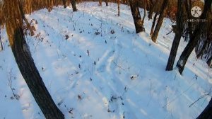 Охота на косулю с подхода. 2 «метких выстрела»,  и косуля жива и невредима