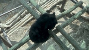 Михаил из Гималаев. Сафари-парк. Геленджик