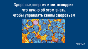 Здоровье энергия и митохондрии ч2