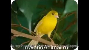 Песня кенара для обучения молодых самцов. Song Canaries for the training of young males. , Описание