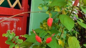 Rare hibiscus,mallow hibiscus, malvaviscus arboreus,chilli hibiscus like,beautiful,bigsmall hibiscu