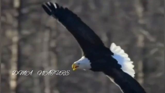 Беркут. Орёл. Крик летающего орла. Звук крыльев орла. Звук орла возле моря
