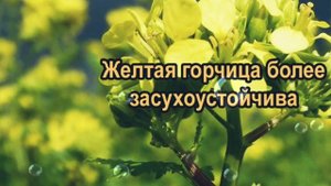 ГОРЧИЦА ЖЕЛТАЯ ИЛИ БЕЛАЯ. ОТЛИЧИЯ СИДЕРАТА. ПОЛЬЗА ДЛЯ ПОЧВЫ И ОГОРОДА. БЕСПЛАТНОЕ СУПЕР УДОБРЕНИЕ
