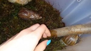 Прошёл день, как улитки живут на мхе??