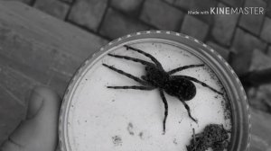 Как поймать тарантула/how cach a tarantula