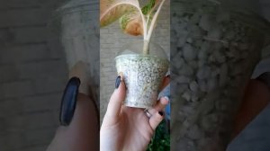 Укоренение аглаонемы (сорт treasury of siam) в перлите.