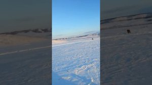 Охота на снегоходе