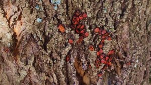 Накормлены были все.