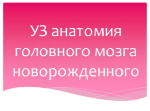 УЗ анатомия головного мозга новорожденного