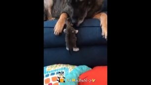 🐈Кто в доме главный🐕 Подборка приколов про котов и собак! - смешное видео, приколы, смотреть онлайн