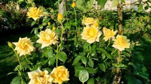 Сад из роз и хвойных 2022. Часть 4.