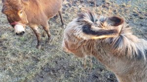 КАКИЕ ОСЛИКИ В ПОДМОСКОВНОЙ ДЕРЕВНЕ