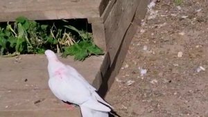 ГОЛУБЯ ШТОРМИТ!!! Долголётный уставший голубь на посадке.  Голуби Армена. Tired dove landing.