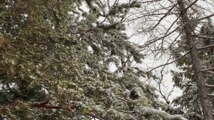 Лес зимой / видеофон / живой звук / падает снег / природа #snow #nature