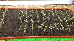 Сколько дней ждать всходы томатов? Ольга Чернова.