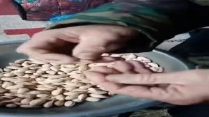 Миндаль северный: