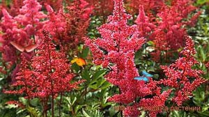 Астильба японская Бонн (astilbe japonica bonn) ? Бонн обзор: как сажать, рассада астильбы Бонн