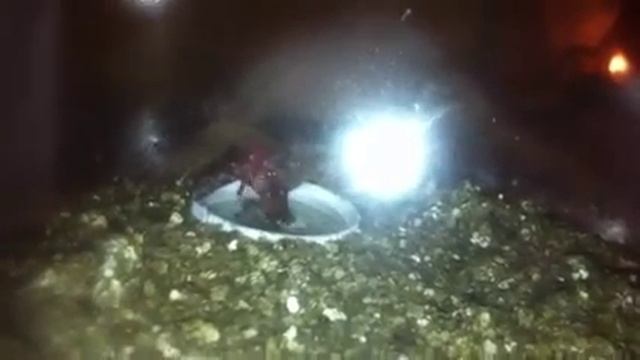 Птицеед пытается убить таракана больше себя смотреть онлайн