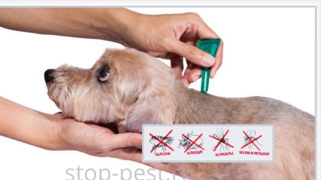 Защита от клещей и блох смотреть онлайн