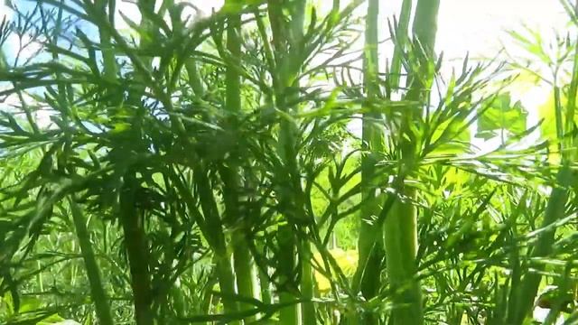 Салат Куравье.Марина атакует.Вигвам подводит. смотреть онлайн