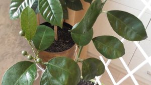 Как вырастить апельсин в домашних условиях - плодоношение