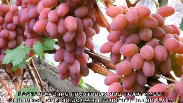 Виноград Оригинал