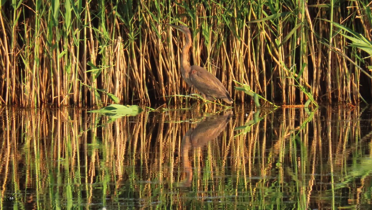 Редкий гость - рыжая цапля. Ласточки-касатки и закат в +40