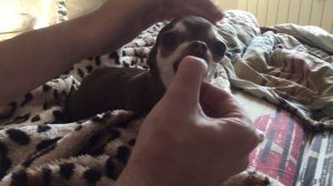Чихуахуа злится | Angry chihuahua