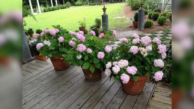 Выращиваем гортензию в домашних условиях на подоконнике смотреть онлайн