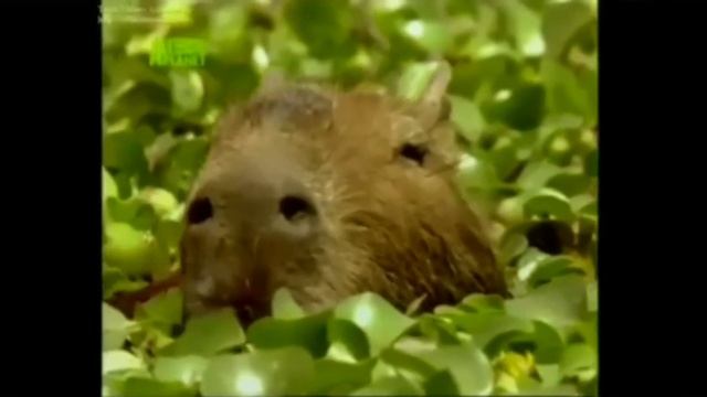 Капибара (Ростислав Чебыкин) смотреть онлайн