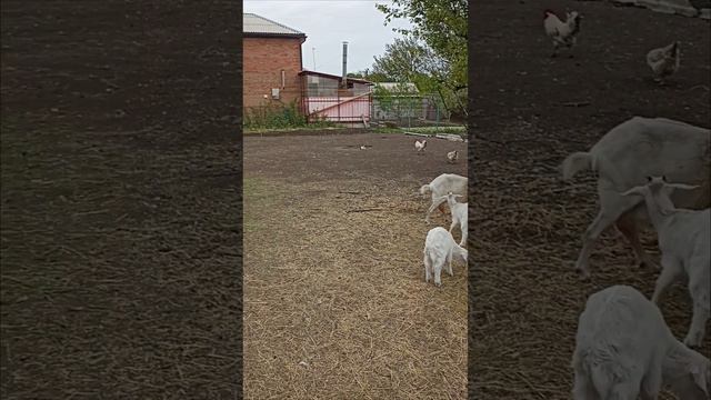 Моё подворье