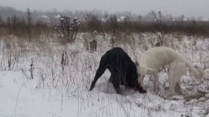 Видео про овчарок автор Мария Смурова