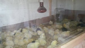 Как согреть цыпляток  если отключили свет.