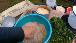 Мешанка на ячмене  Утятам и гусятам 1 месяц