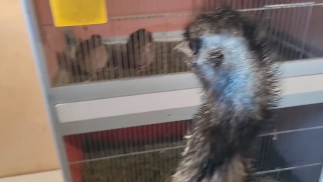 Чешите ворона, пока он ест смотреть онлайн