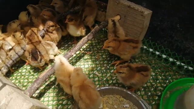 Цыплята Тоджон (ханхяп) и Билефельдеры. смотреть онлайн