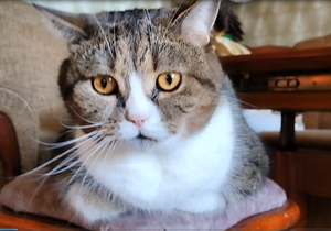 Играли с Британским котом и поругались ?