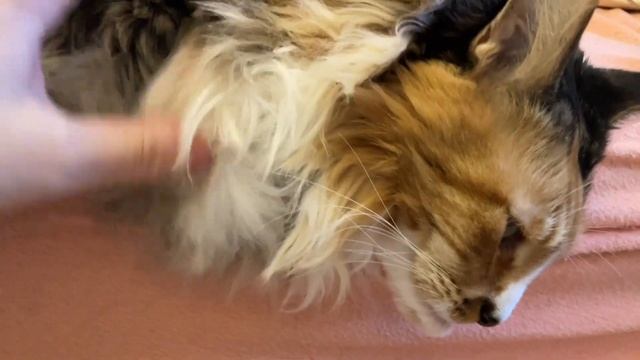 Усы на Удачу смотреть онлайн