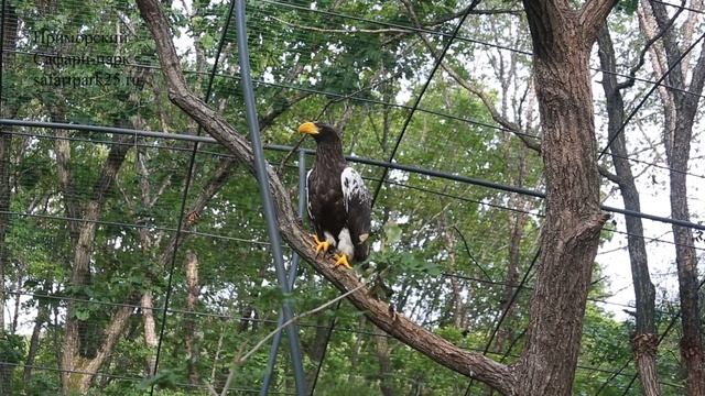 БЕЛОПЛЕЧИЙ ОРЛАН В БОЛЬШОЙ ВОЛЬЕРЕ смотреть онлайн
