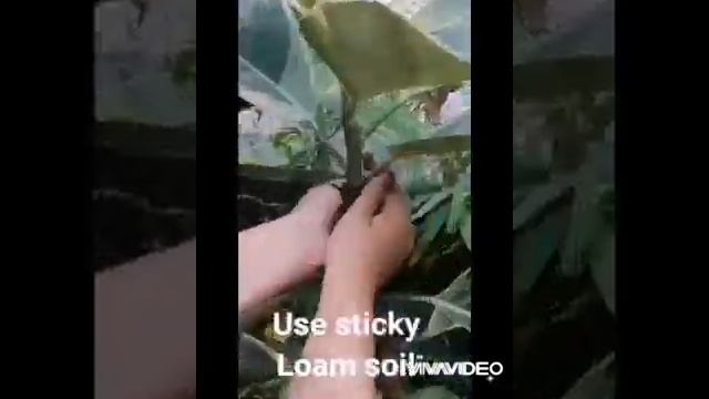 How to marcot and propagate tineke rubber plant, ficus elastica plant