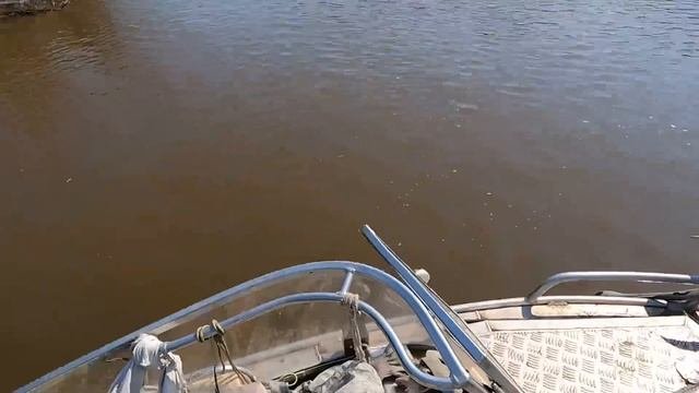 Трудовой сом!!