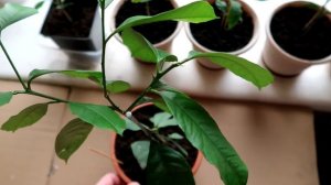 ahoot.ru | #лимон #прищипывание второе как формировать крону комнатного #цитруса дома на подоконник