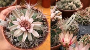 Gymnocalycium Flowers cactus plant in my collection | Gymno blooms | Cactus Flower | 2020