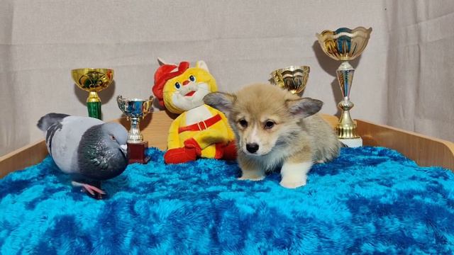 щенок Пемброк вельш корги и Голубь. корги девчонка. ждет мам пап. aikemuno@yandex.ru смотреть онлайн