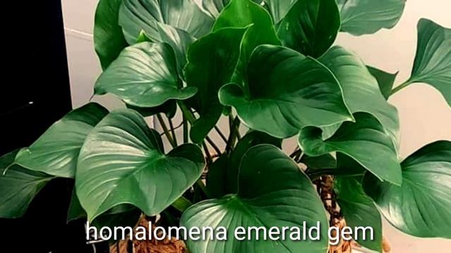 TOP 10 Most Outstanding Homalomena varieties best for Indoor collections and propagations смотреть онлайн