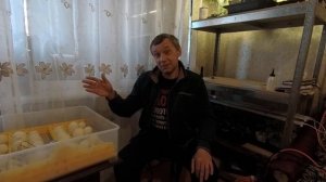Инкубация Серой Украинской Утки