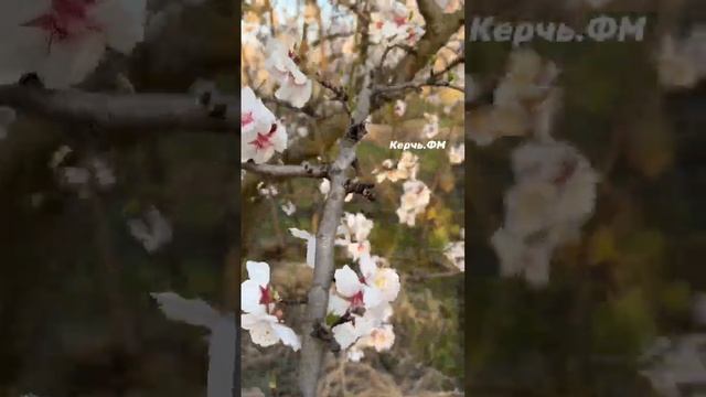 В Крыму цветут сады миндаля смотреть онлайн